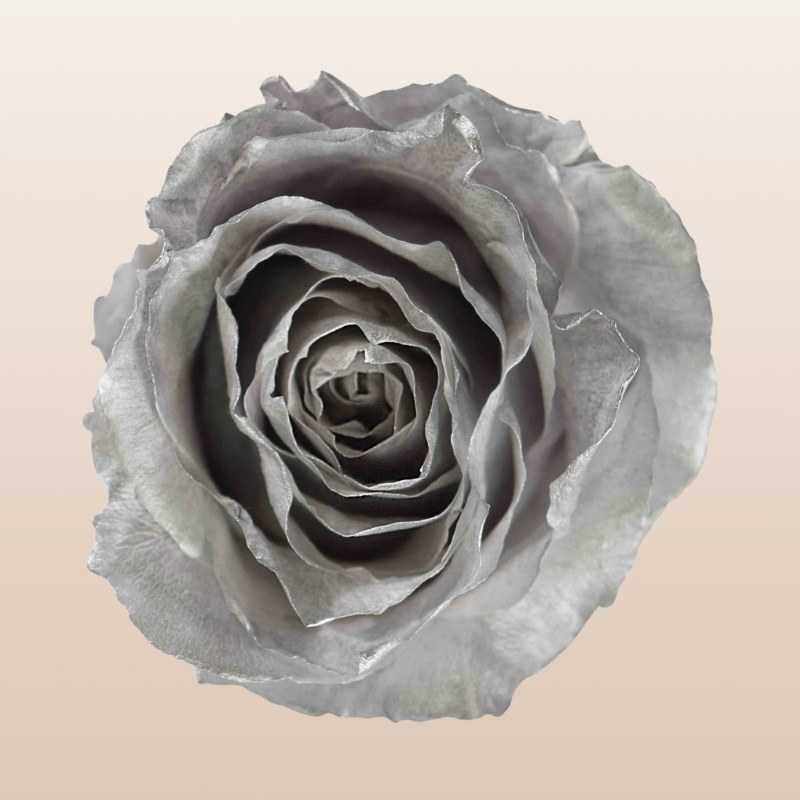 Preserved Roses Silver