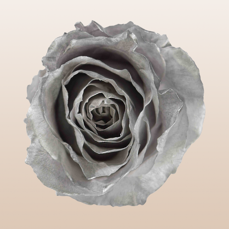 Preserved Roses Silver