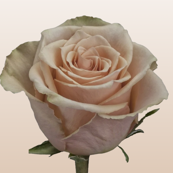 Primavera Roses – EbloomsDirect