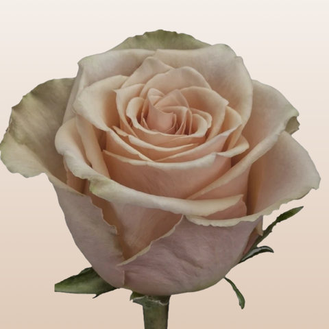 Primavera Roses