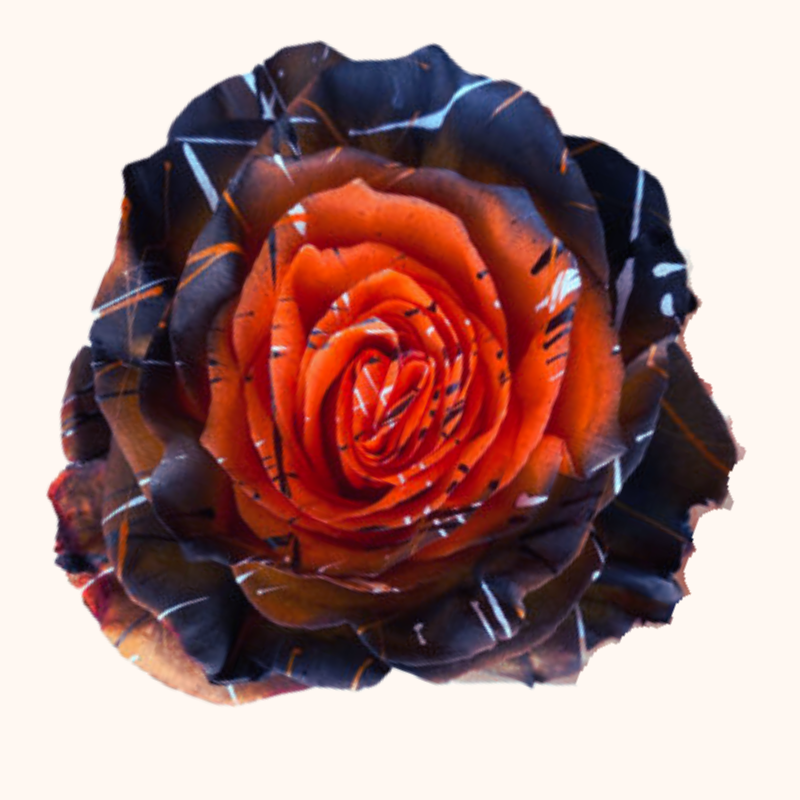 Halloween Spooky Orange & Black Tinted Roses