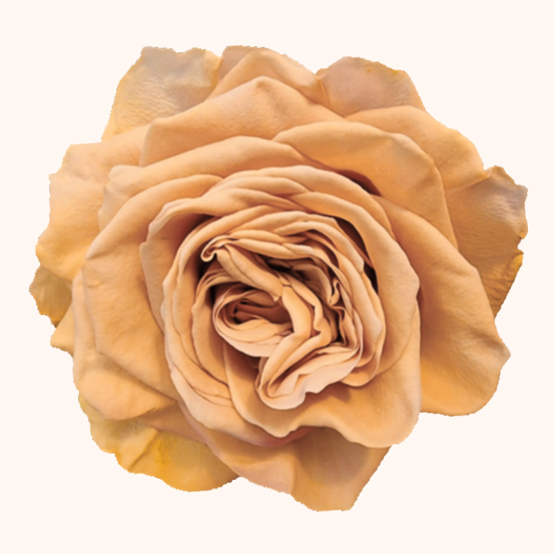 Pumpkin Spice Garden Roses