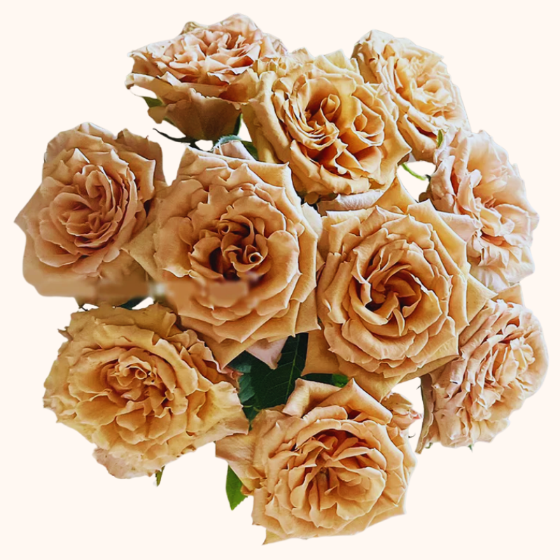 Pumpkin Spice Garden Roses