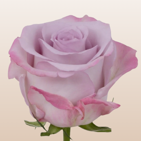 Purple Haze Roses