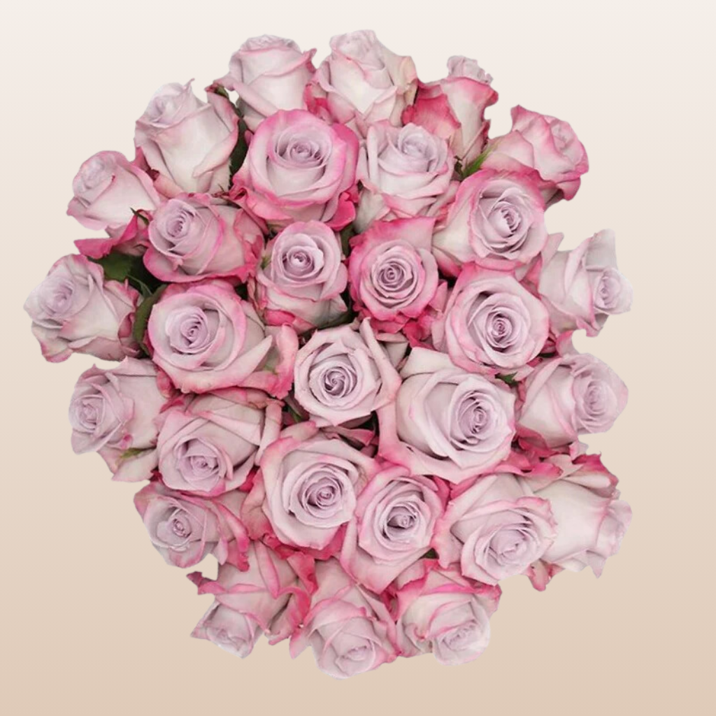 Purple Haze Roses