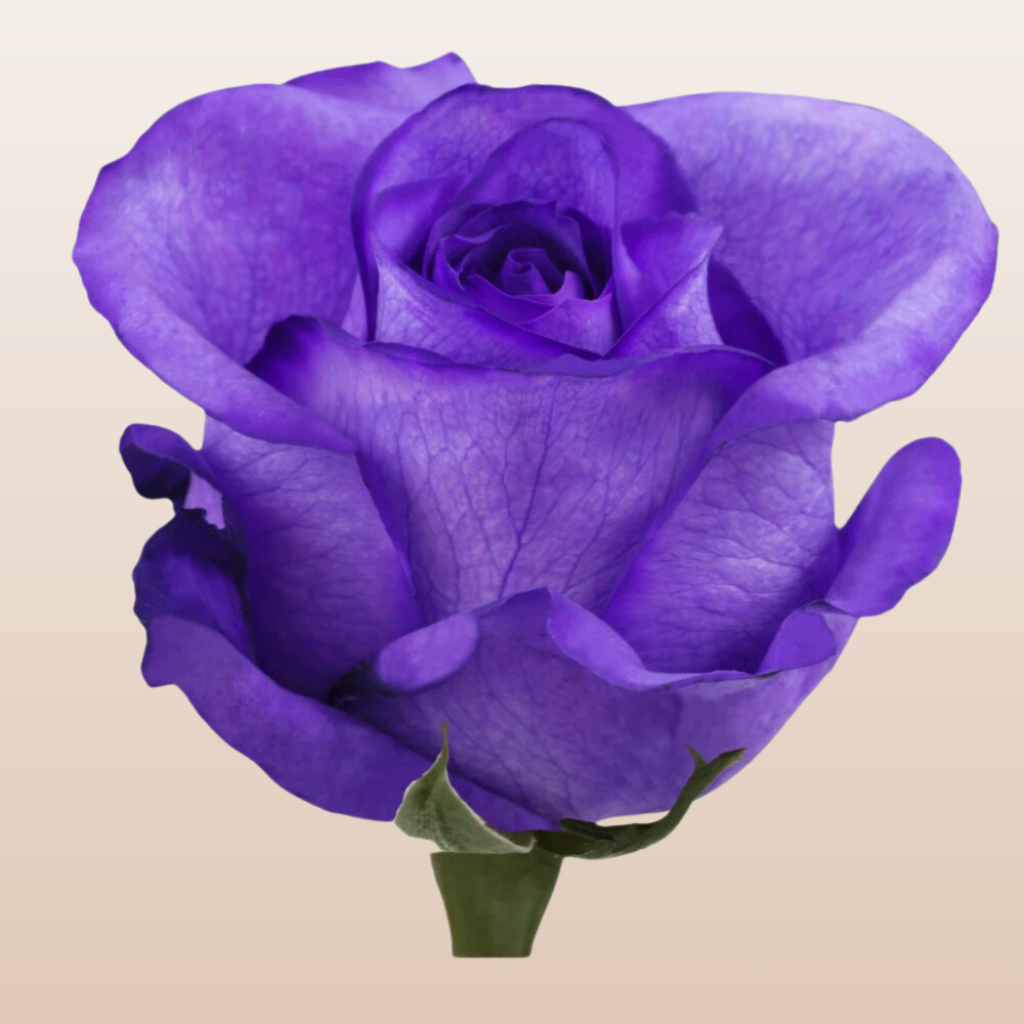 Purple Tinted Roses
