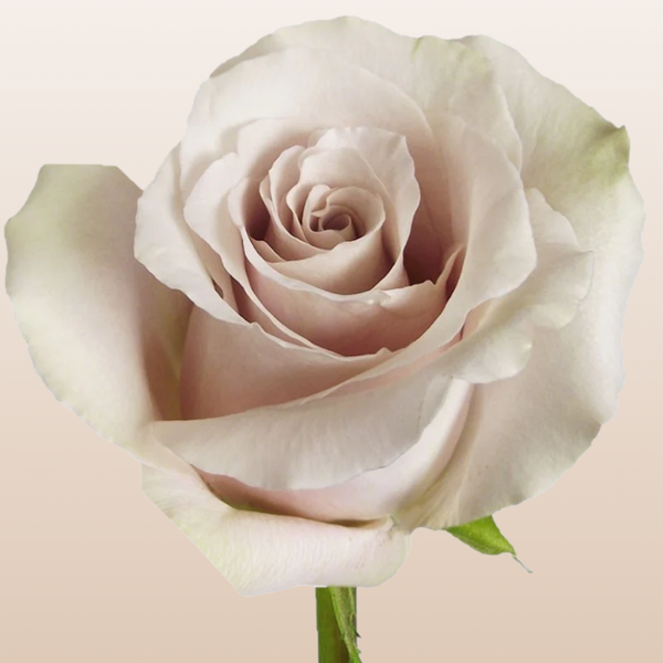 quicksand rose seeds Quicksand Roses – EbloomsDirect