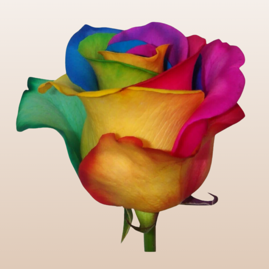 Rainbow Tinted Roses