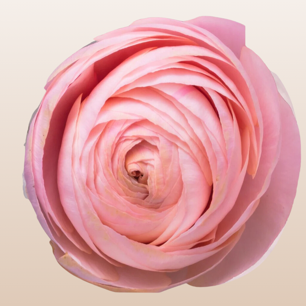 Ranunculus Coral Pink