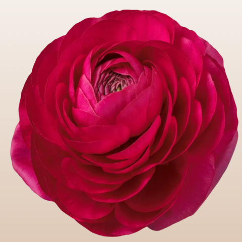 Ranunculus Hot Pink