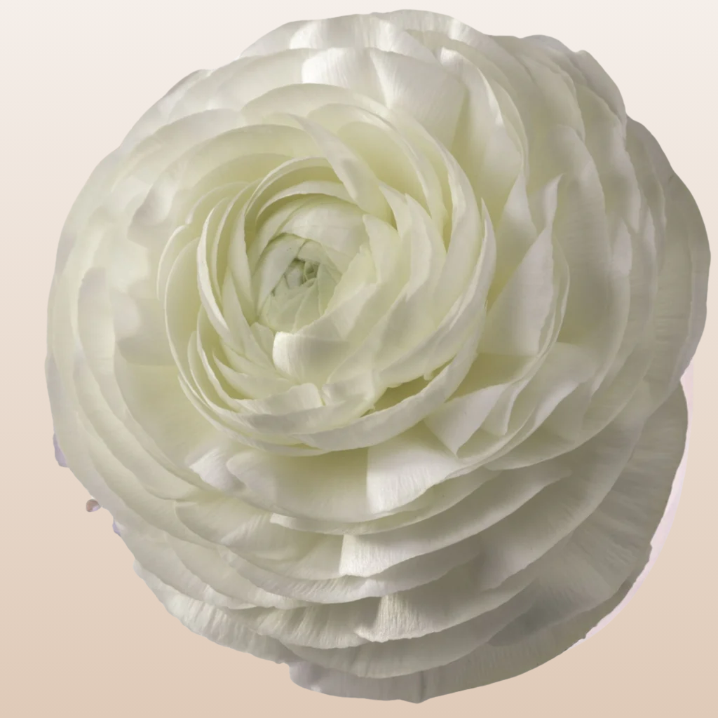 Ranunculus White