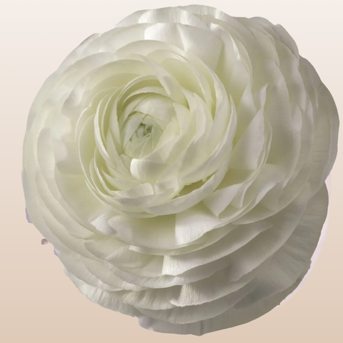 Ranunculus White