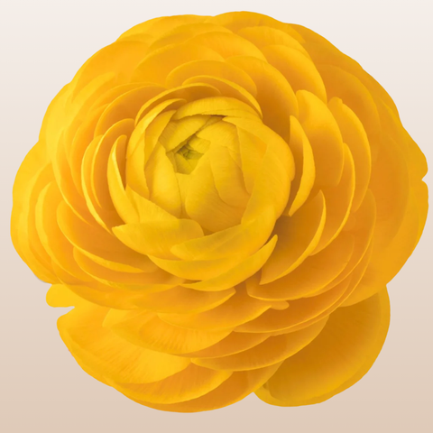 Ranunculus Yellow