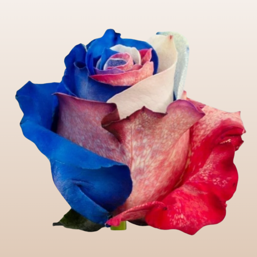 Red - White & Blue Tinted Roses