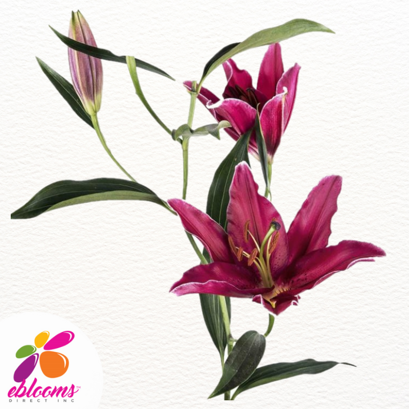 Corvara Red Oriental lilies - EbloomsDirect