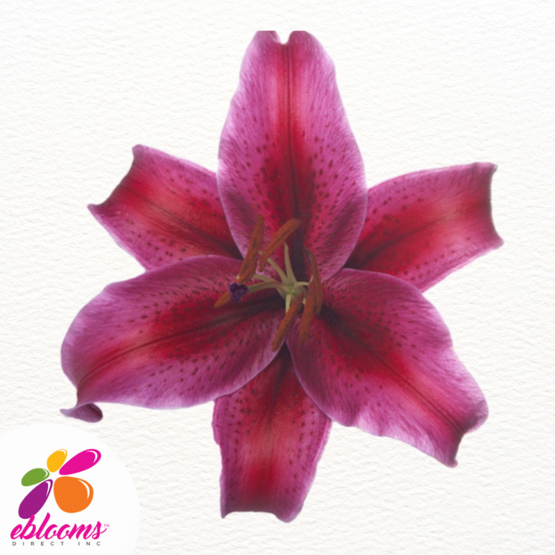 Corvara Red Oriental lilies - EbloomsDirect