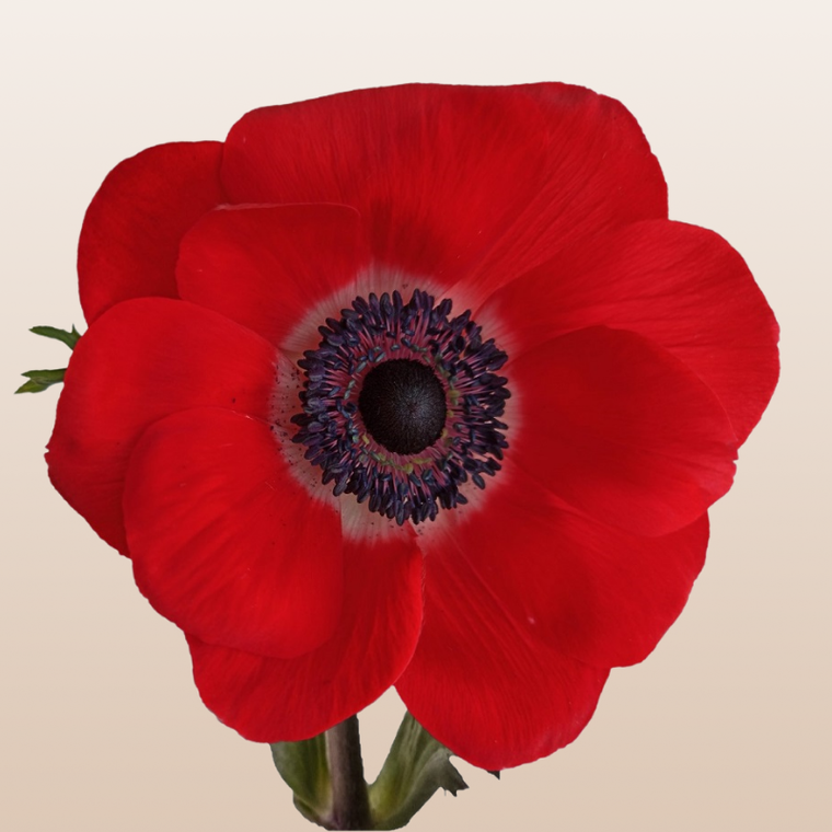 Anemones Red