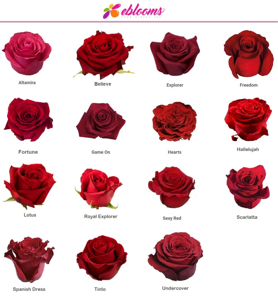Real Rare Types Of Roses Roses Ducher Rare Heritage Roses ROSERAIE