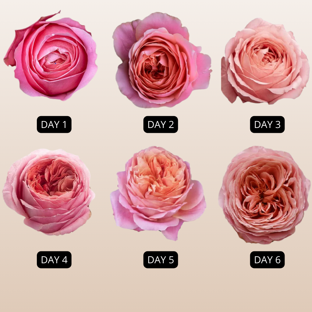 Romantic Antike Garden Roses