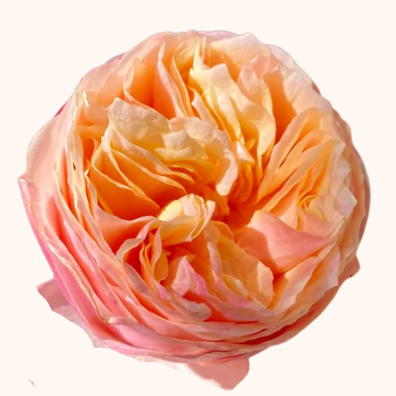 Romantic Vuvuzela Garden Roses