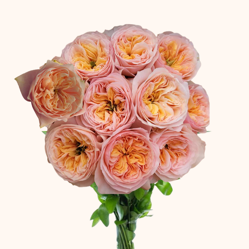 Romantic Vuvuzela Garden Roses