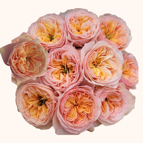 Romantic Vuvuzela Garden Roses