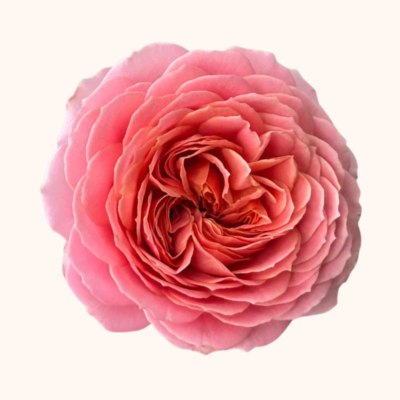 Romantic Antike Garden Roses