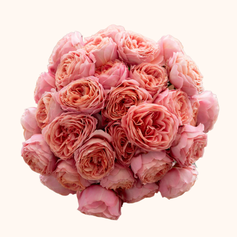 Romantic Antike Garden Roses