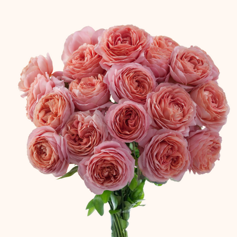 Romantic Antike Garden Roses
