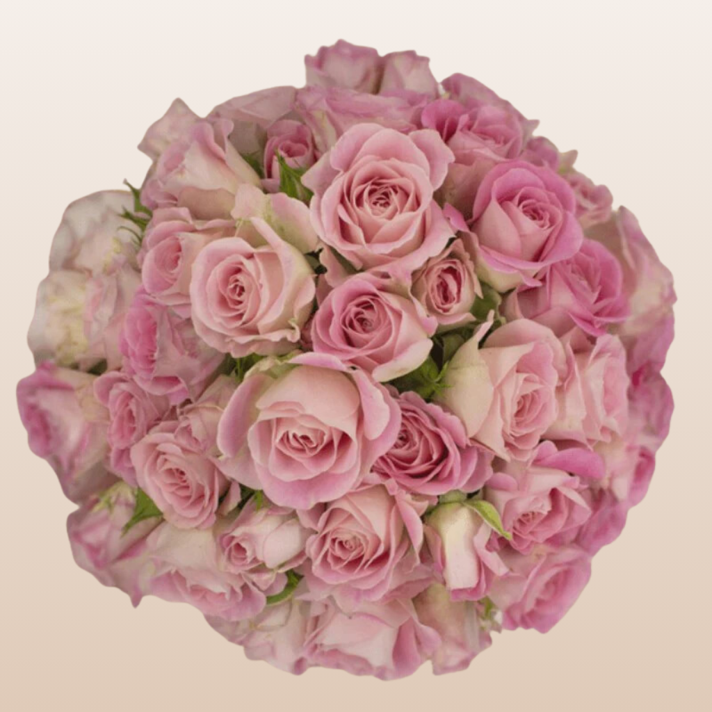 Romantica Light pink Spray Roses