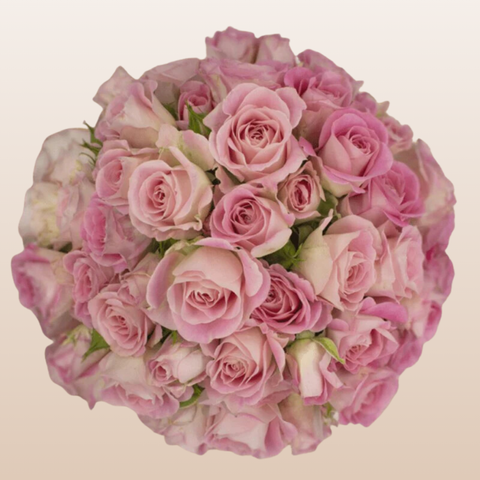 Romantica Light pink Spray Roses