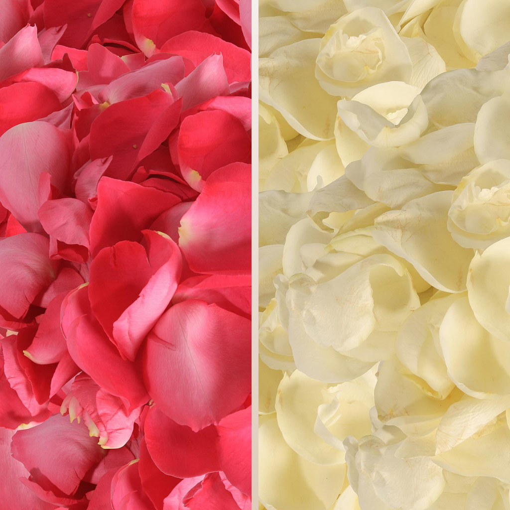 Rose Petals Hot Pink - White