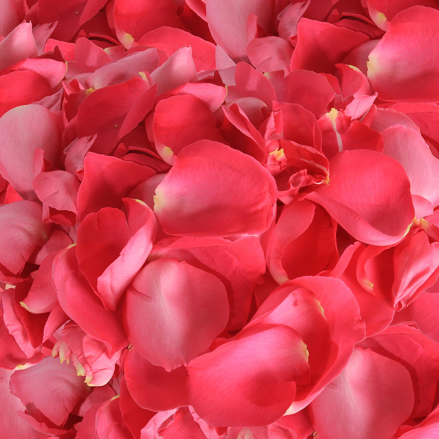 Rose Petals Hot Pink