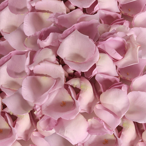 Rose Petals Lavender