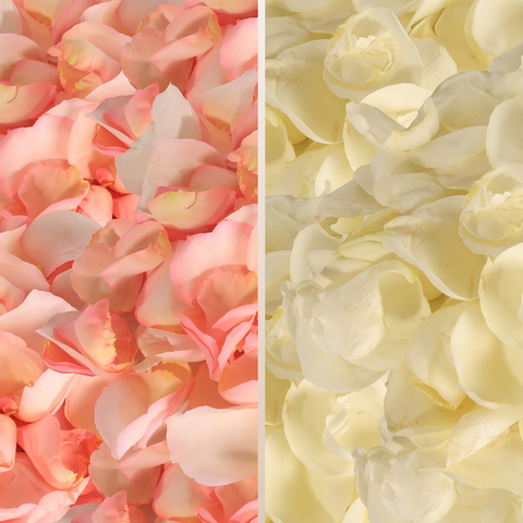 Rose Petals Light Pink - White