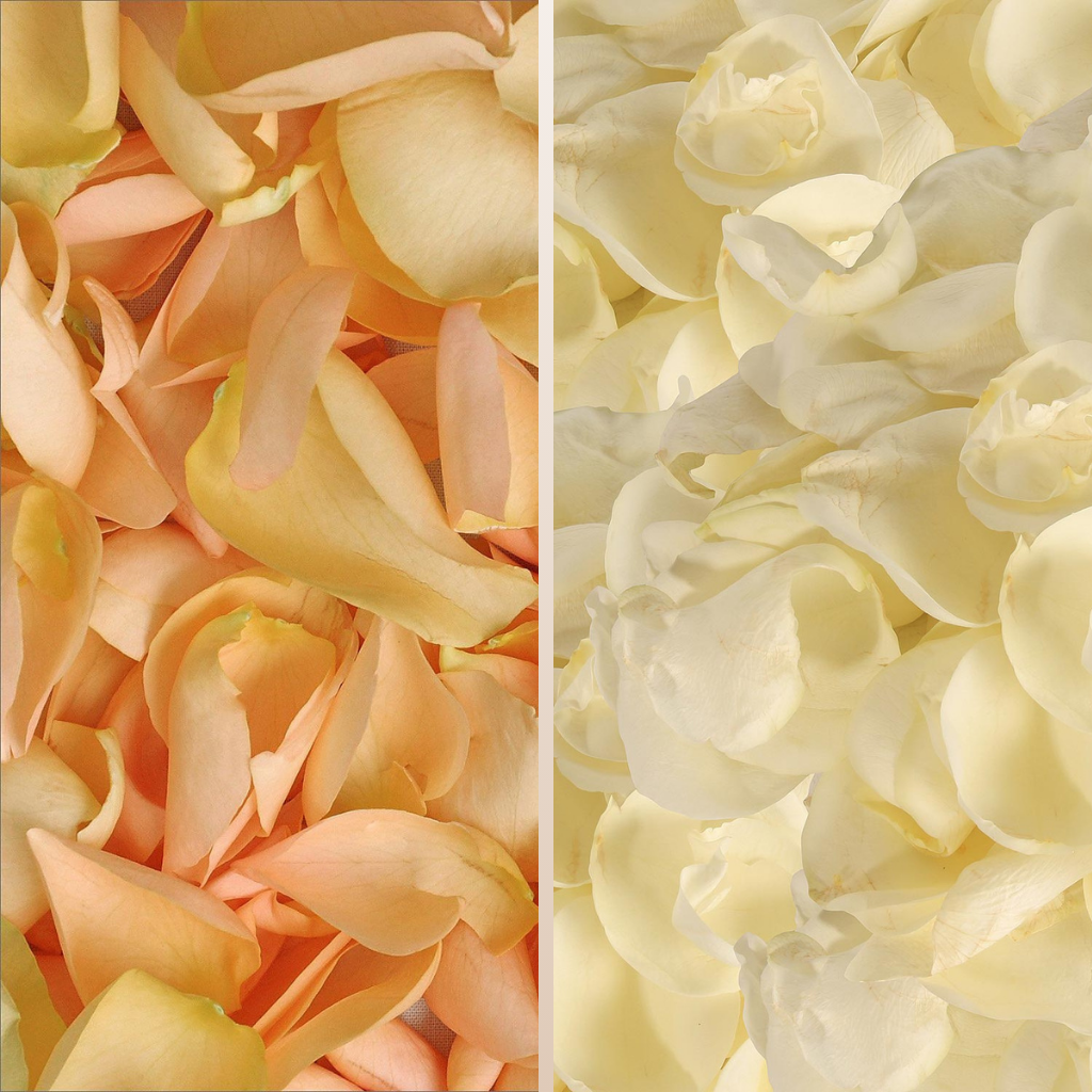 Rose Petals Peach - White