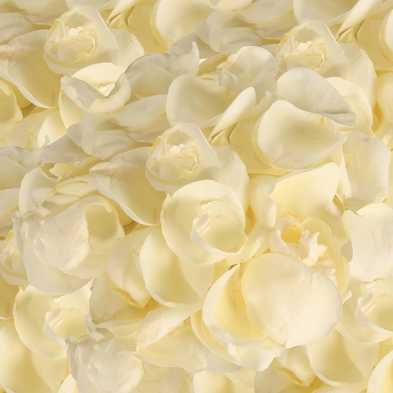 Rose Petals Peach - White
