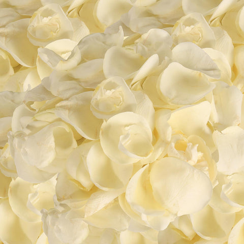 Rose Petals Peach - White
