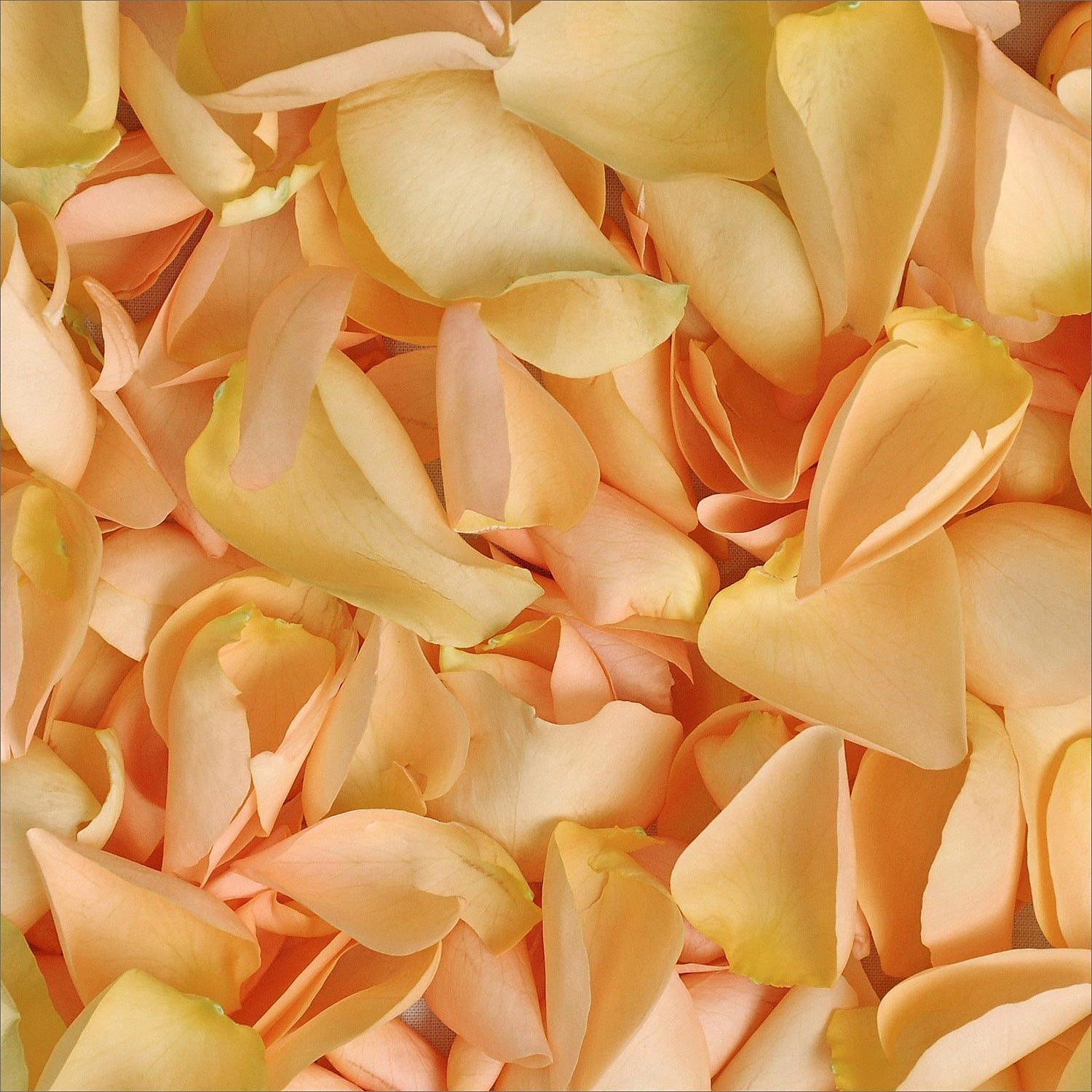 Rose Petals Peach - White