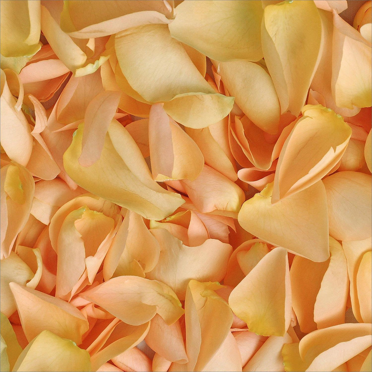 Rose Petals Peach