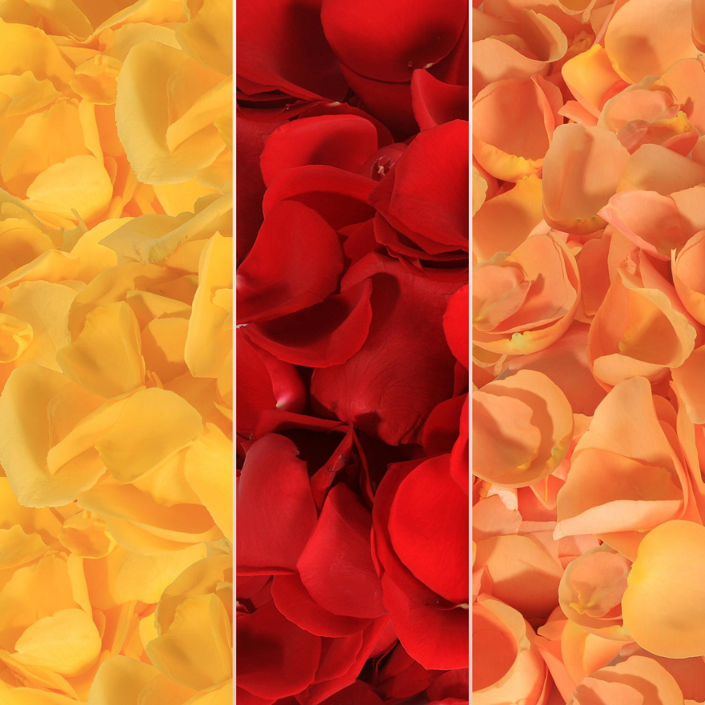 Rose Petals Yellow - Red & Bicolor Orange