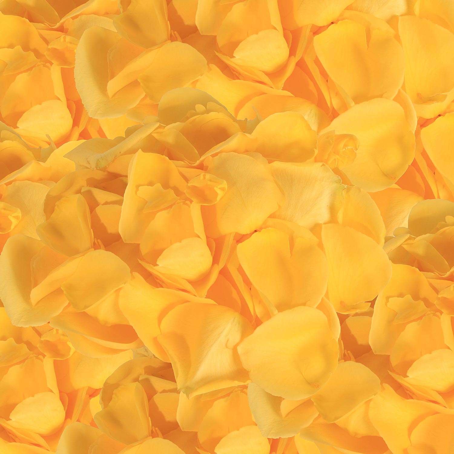 Rose Petals Yellow - White