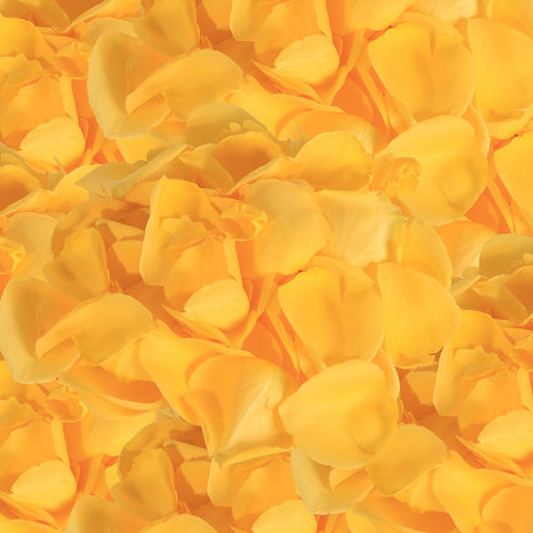 Rose Petals Yellow - White