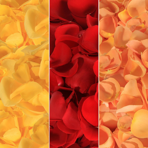 Rose Petals Yellow - Red & Bicolor Orange