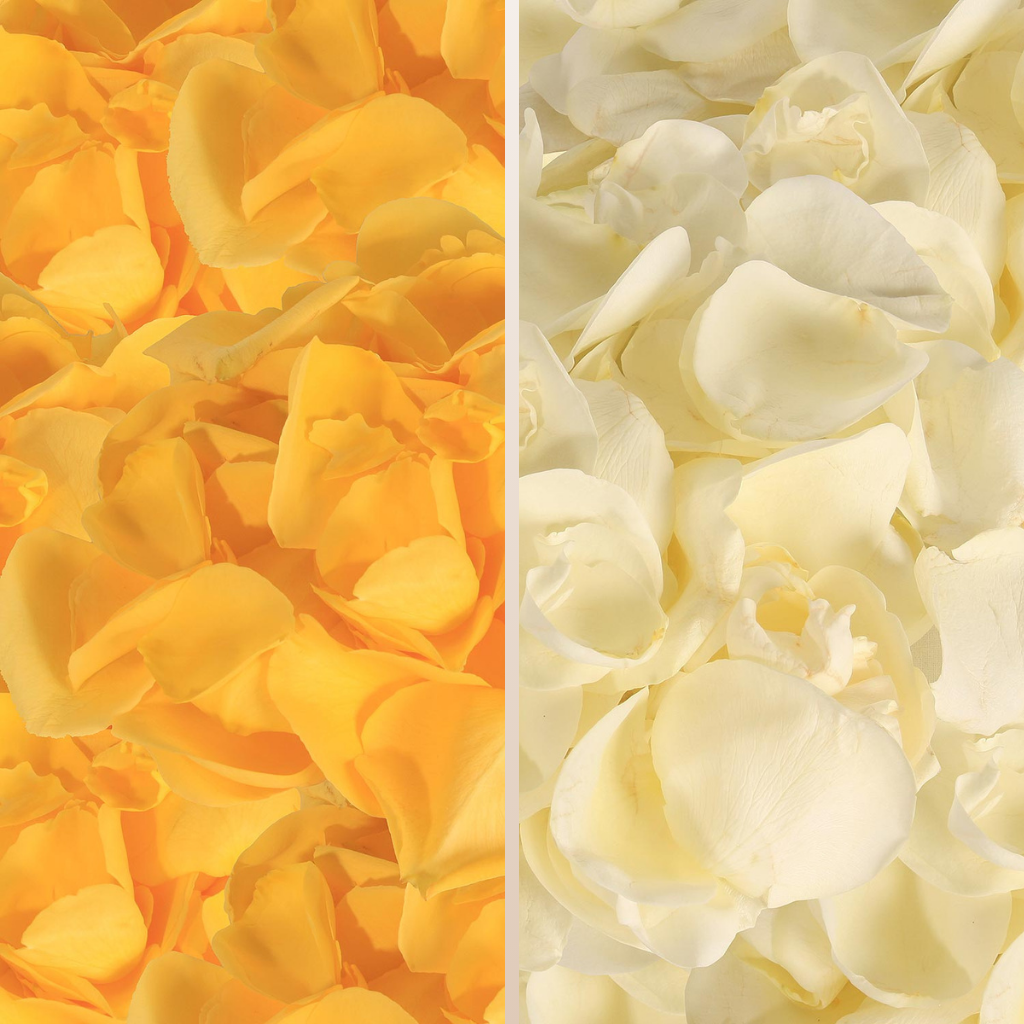 Rose Petals Yellow - White
