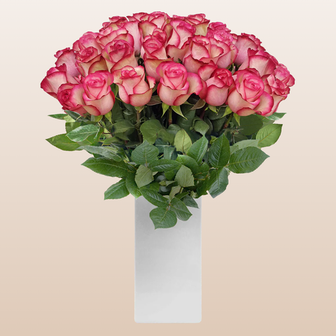 Roses Bicolor White & Pink 60cm Long Stems