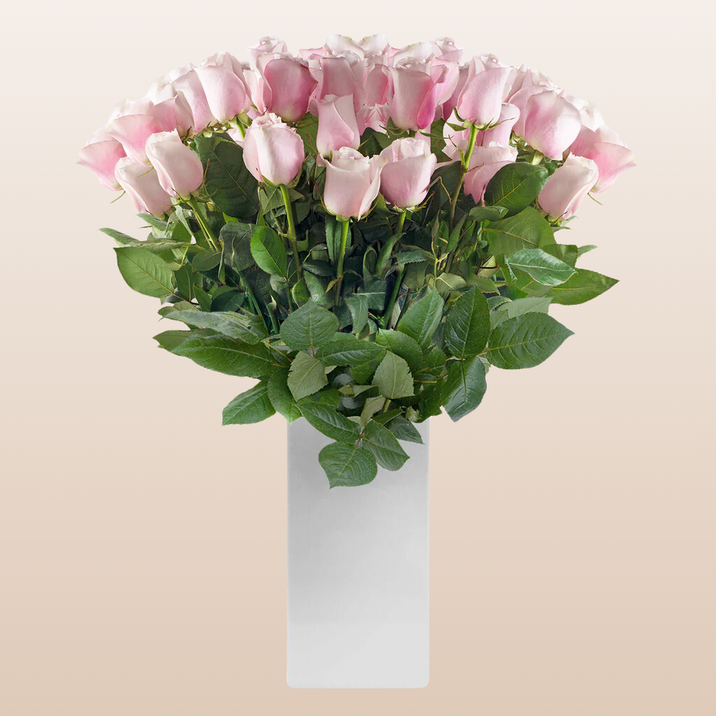 Roses Light Pink 60cm Long Stem
