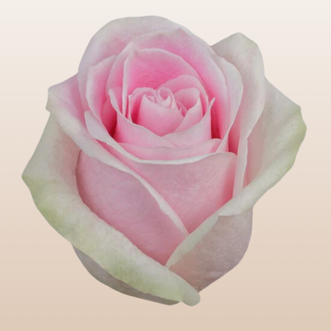 Rosita Vendela Roses