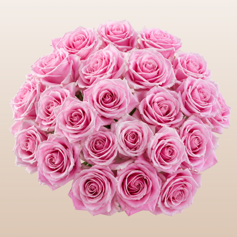 Rosita Vendela Roses