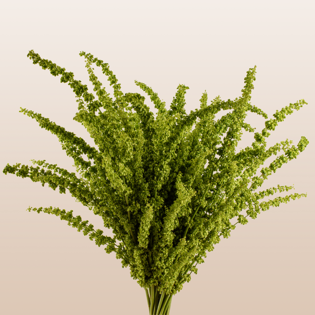 Rumex Unicorn